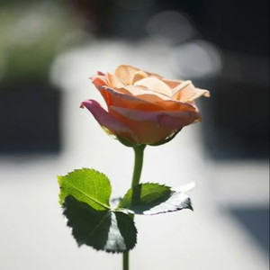 91视频网站入口
